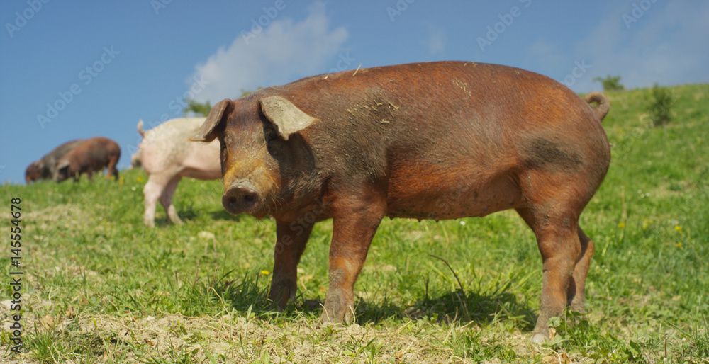On the farm, group beautiful pigs (pink, brown) were let out for a walk along mountainside, on the background of the slope and sky, the concept: ecology, livestock, farming, bio, nutrition. On the farm, group beautiful pigs (pink, brown) were let out for a walk along mountainside, on the background of the slope and sky, the concept: ecology, livestock, farming, bio, nutrition.