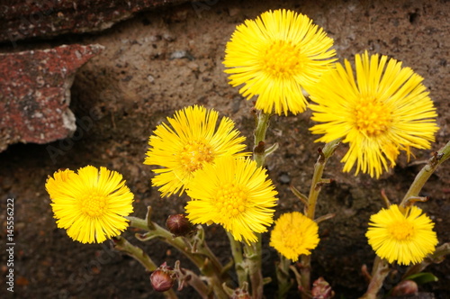 First spring yellow flowers