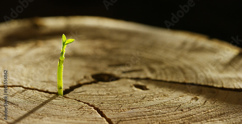 On a wet stump there is a new sprout with life, a magical atmosphere, in the background of the dark earth, a concept: save the planet, new life, ecology, bio,love,tradition, environment,future people.