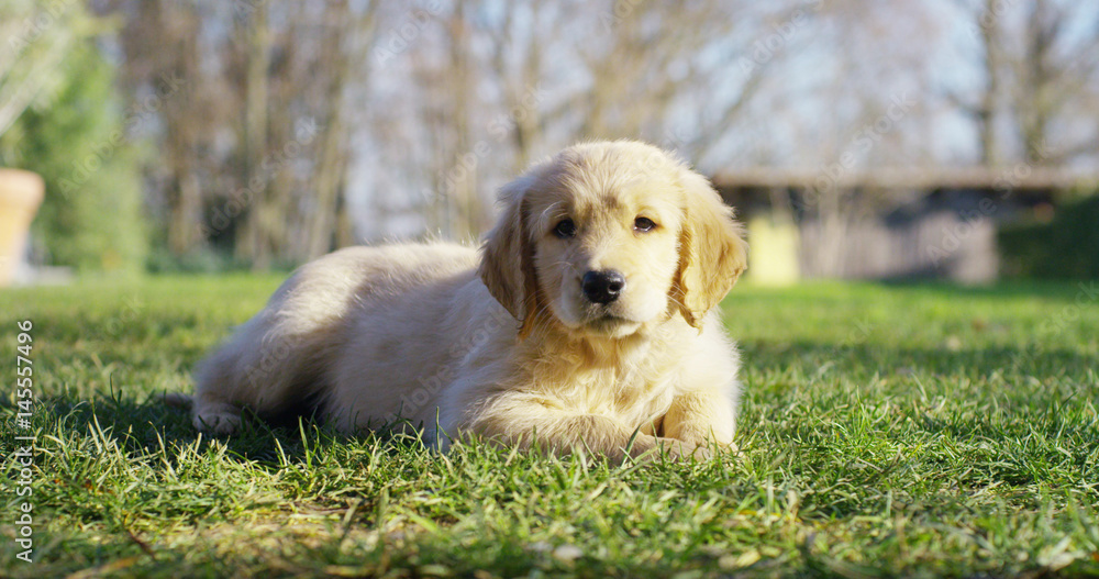 Portrait of a beautiful puppy of Golden Retriever dog with a pedigree and a good coat just brushed.The dog purebred is surrounded by greenery and looks camera.Concept beauty, softness, pedigree,puppy