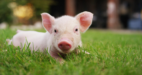 pig cute newborn standing on a grass lawn. concept of biological , animal health , friendship , love of nature . vegan and vegetarian style . respect for nature .	