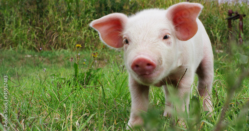 pig cute newborn standing on a grass lawn. concept of biological , animal health , friendship , love of nature . vegan and vegetarian style . respect for nature .	
