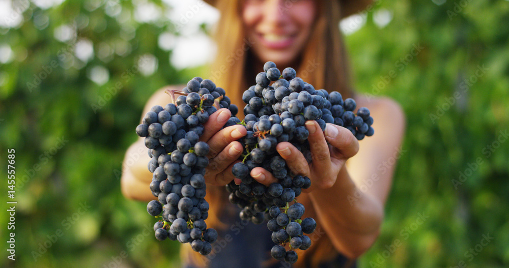 girl in September to harvest vineyards , collects the selected grape bunches in Italy for the great harvest. biological concept id , organic food and fine wine handmade