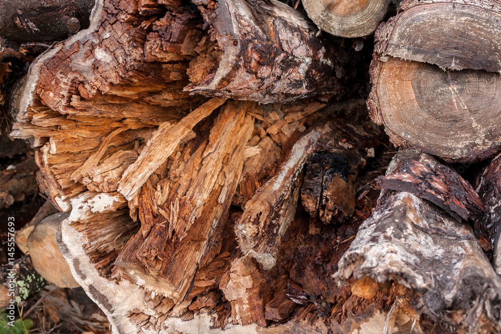 Wooden texture. Close-up the end of felled rotten mouldering tree. Wooden texture. Close-up the end of felled rotten mouldering tree.