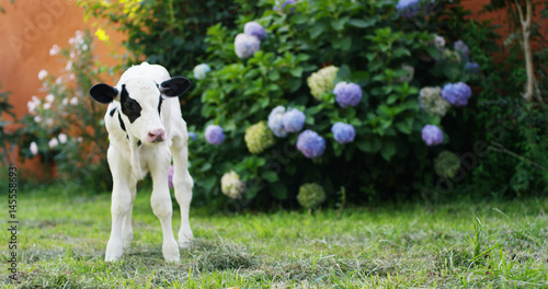 Fotografia A puppy calf in a garden of a farm of a farmer brought in a healthy, organic, to make it grow strong and sturdy with a diet on milk