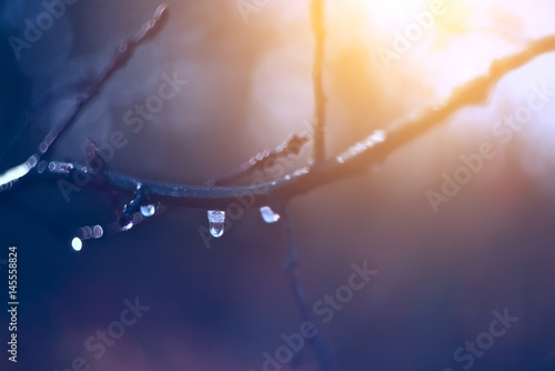 drop on a bare branch. The onset of spring, spring drops. The first rays of the sun warm. Very soft focus. 