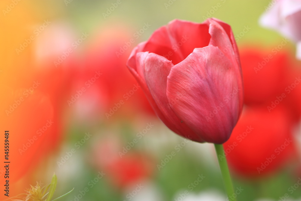 Tulip Tulip