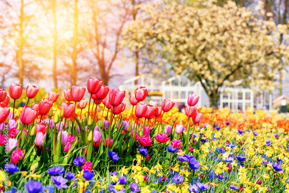 Spring landscape with beautiful tulips and multicolor flowers
