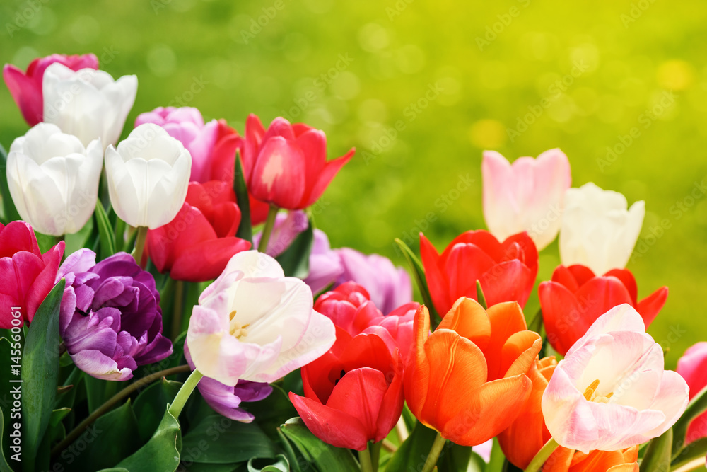 Bouquet of beautiful multicolor tulips
