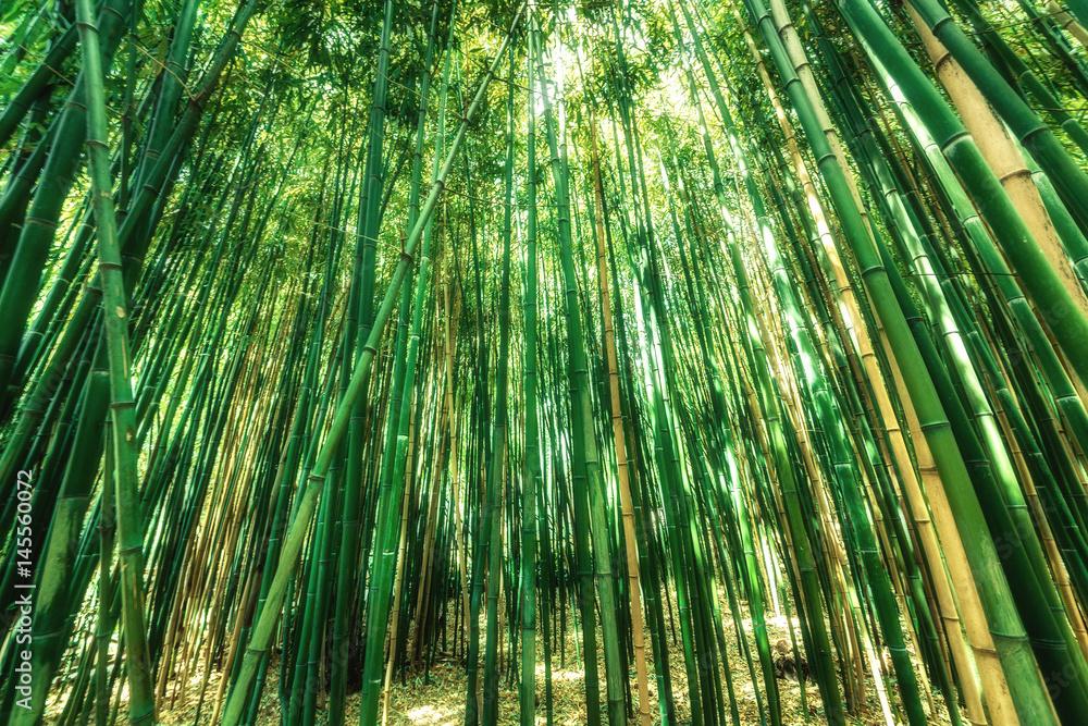 Fototapeta premium Green bamboo stems.