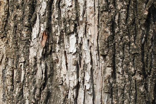 The old bark texture for some background