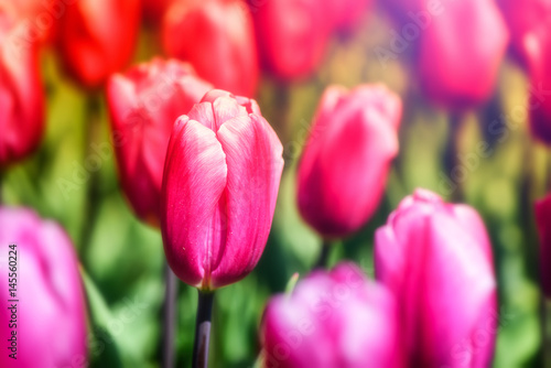 Beautiful pink tulips. Nature background