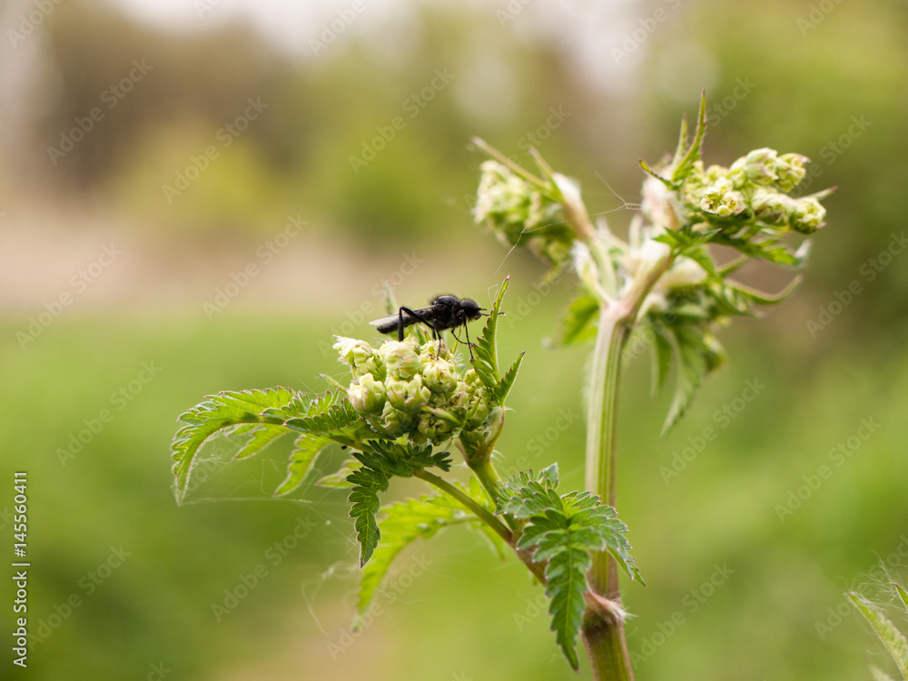 a clear and crisp day time shot of a large and detailed black fly resting upon and eating some cow parsley a clear and crisp day time shot of a large and detailed black fly resting upon and eating some cow parsley