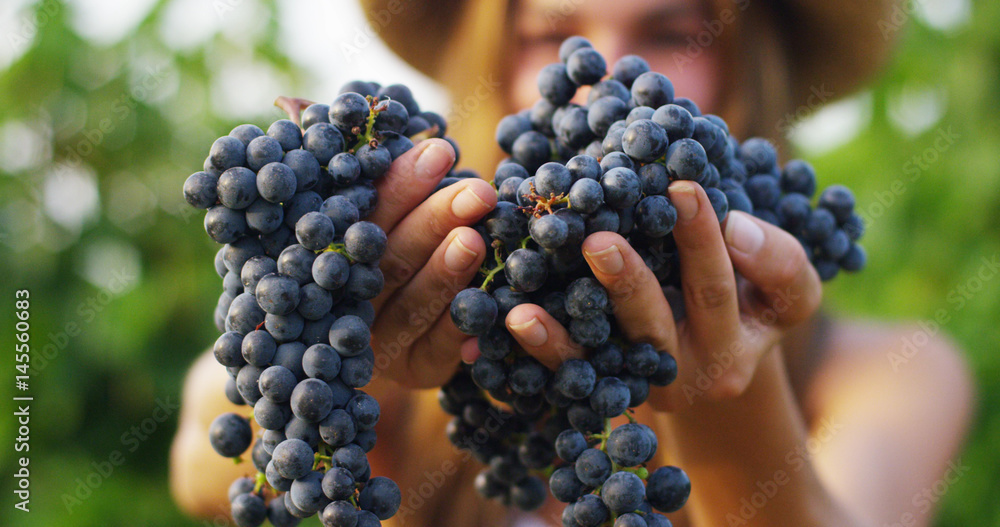 girl in September to harvest vineyards , collects the selected grape bunches in Italy for the great harvest. biological concept id , organic food and fine wine handmade	