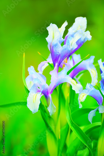 Fototapeta Naklejka Na Ścianę i Meble -  Flowering of beautiful flowers of lilac irises in the green grass in the garden.
