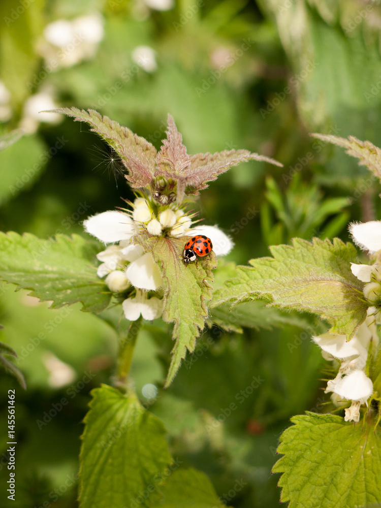 a lovely and crisp ladybird on its own with bright vibrant colours and detail on a leaf and plant a lovely and crisp ladybird on its own with bright vibrant colours and detail on a leaf and plant