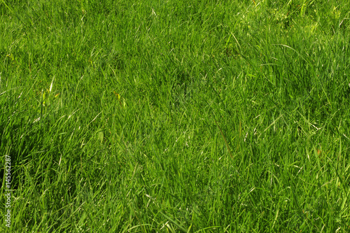 Background of green, juicy, spring grass.