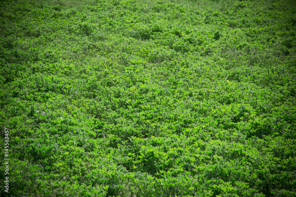 Beautiful green grass texture from golf course Beautiful green grass texture from golf course
