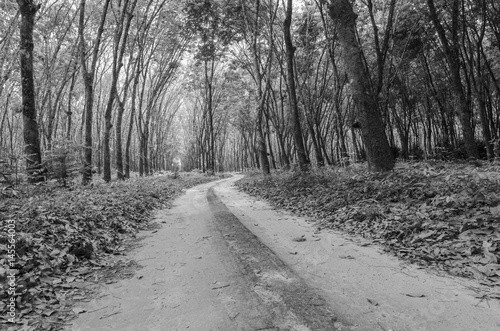 Fototapeta droga do lasu w czerni i bieli