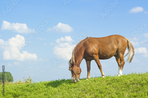 Wild horse brown color on grass. Domestic animal horse on pasture. Summer rural landscape with grazing horse in meadow against cloudy blue sky