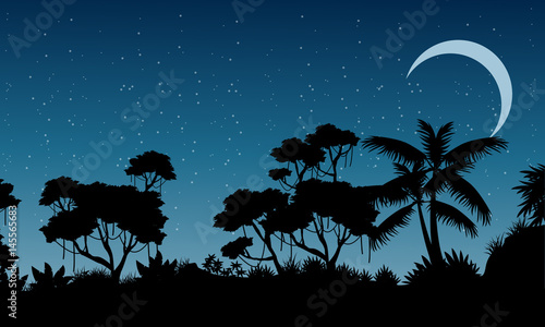 Landscape of rain forest at the night