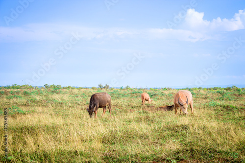 Buffalo, buffalo, albino and buffalo skin are usually grassed in grass. © warunee