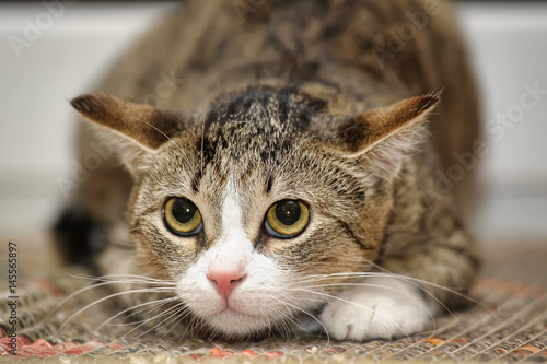 Tablou pe pânză Frightened tabby cat