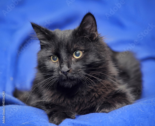 Black cat on a blue background photo