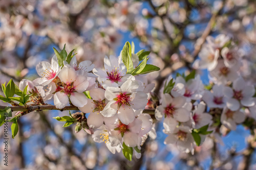 Blooming apricot, against the blue sky