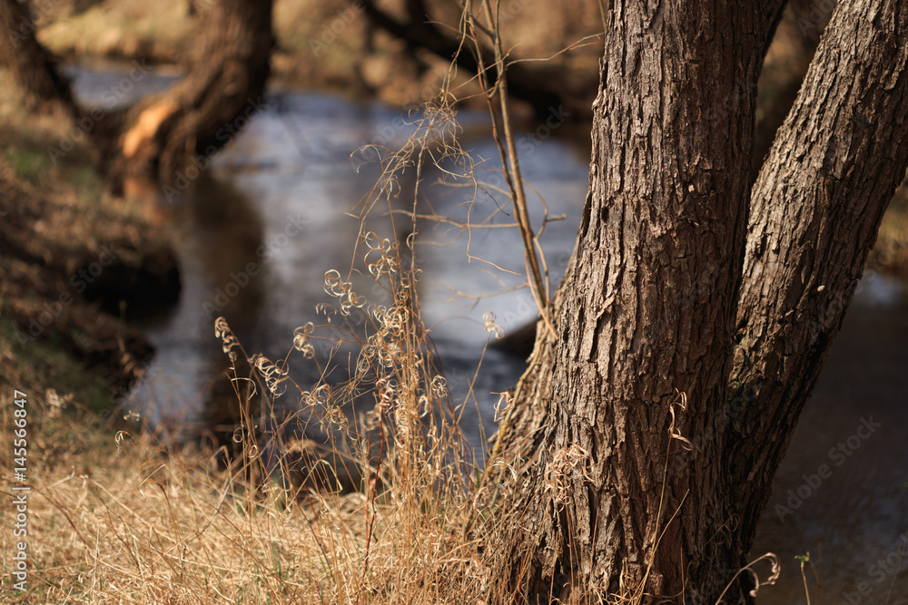 Spring landscape of plant life and trees of a small stream Spring landscape of plant life and trees of a small stream