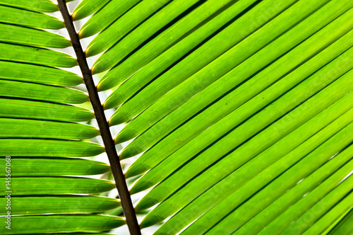 Close up coconut leaves texture