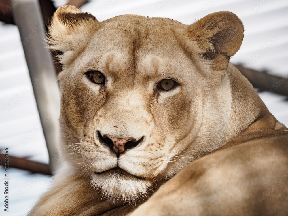 Fototapeta premium lion