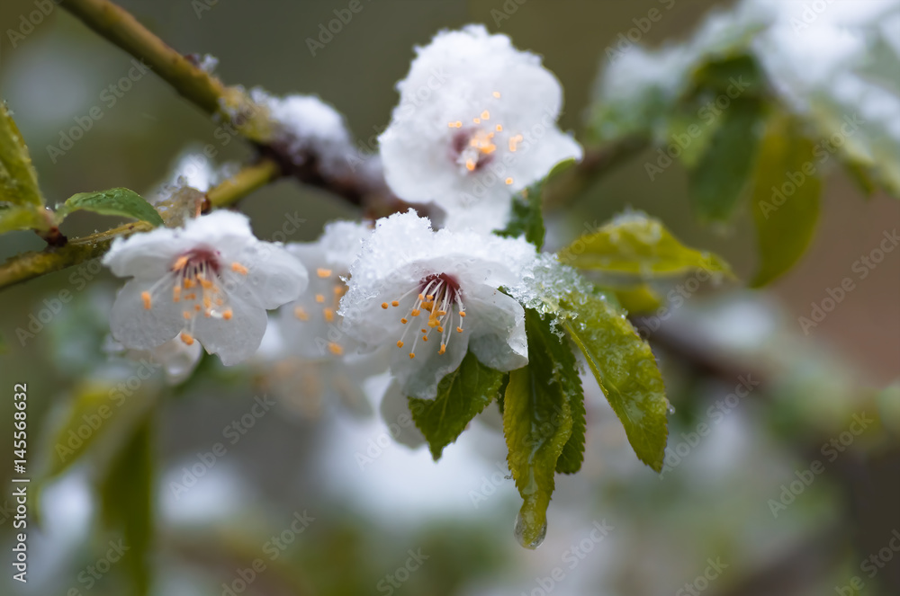 Flowers plum tree in spring covered last snow Flowers plum tree in spring covered last snow
