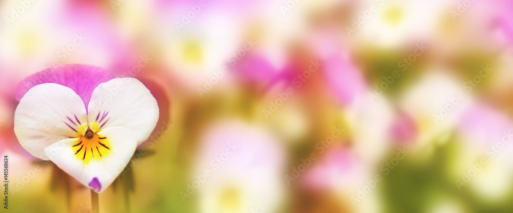 Spring background for mothers day Spring background for mothers day