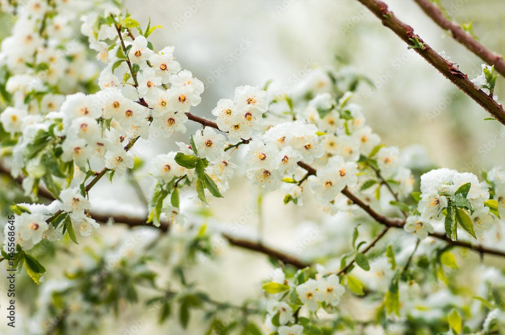 Flowers plum tree in spring covered last snow