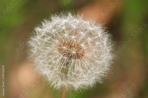 spring flowers