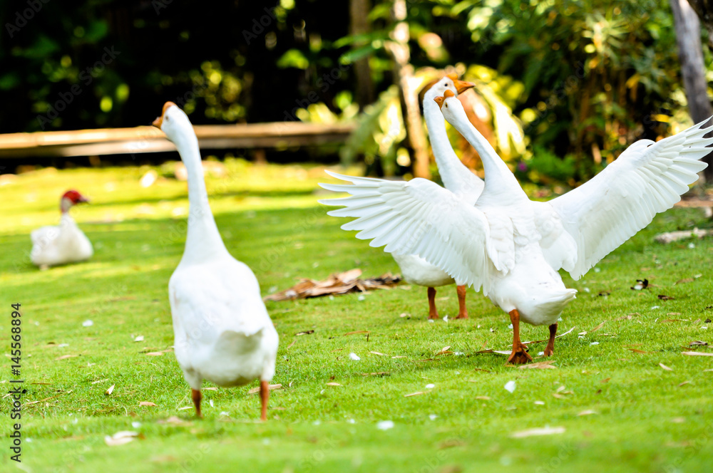 group of White domestic goose walking on the grass