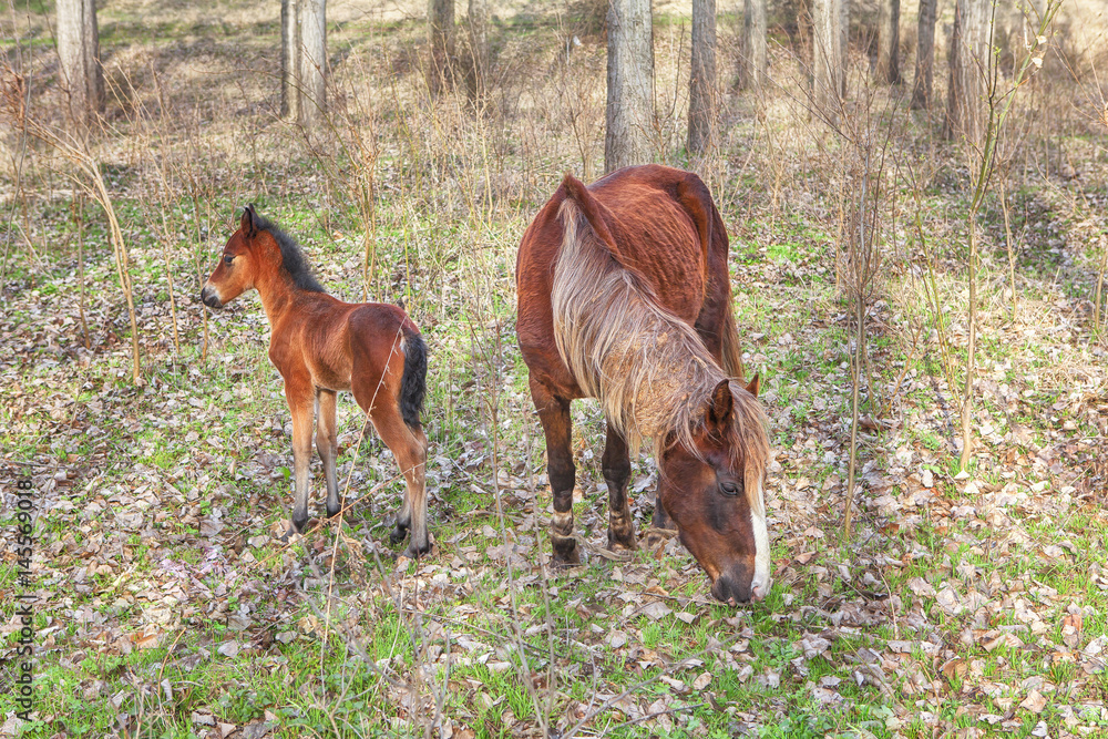 Fototapeta premium cute colt and mare