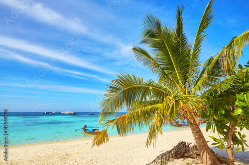 Palm on a beautiful tropical beach, Thailand.