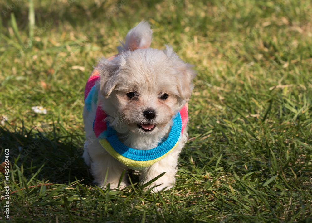 havanese puppy dog outdoor