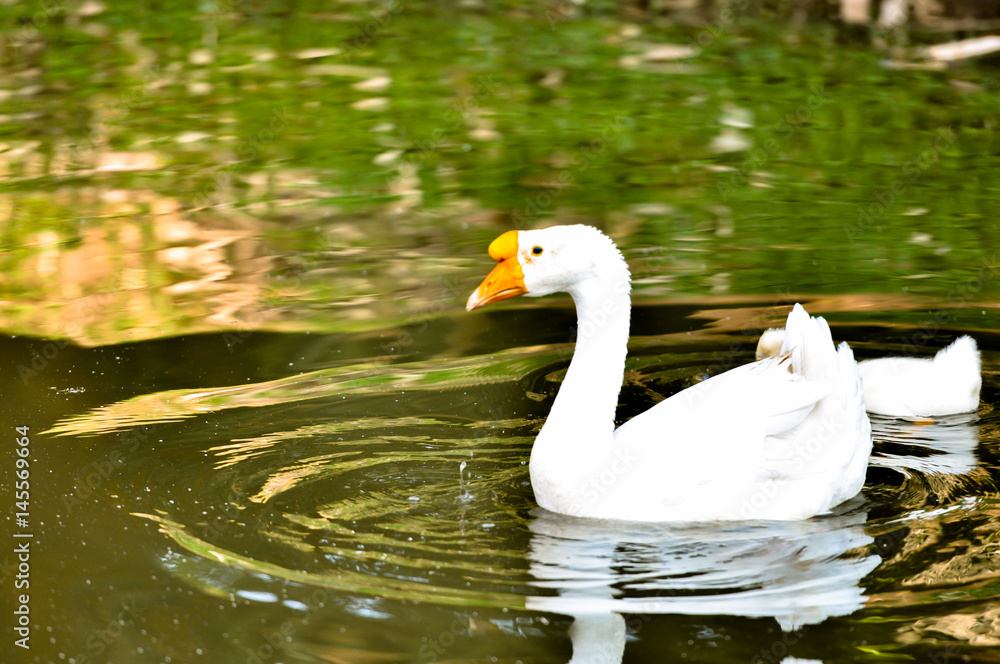 group of White domestic goose swimming in the pond group of White domestic goose swimming in the pond