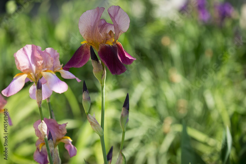 Fototapeta Naklejka Na Ścianę i Meble -   flowers of lilac iris