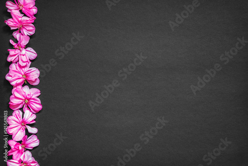 Dark background with bright pink geranium flowers, space for text.