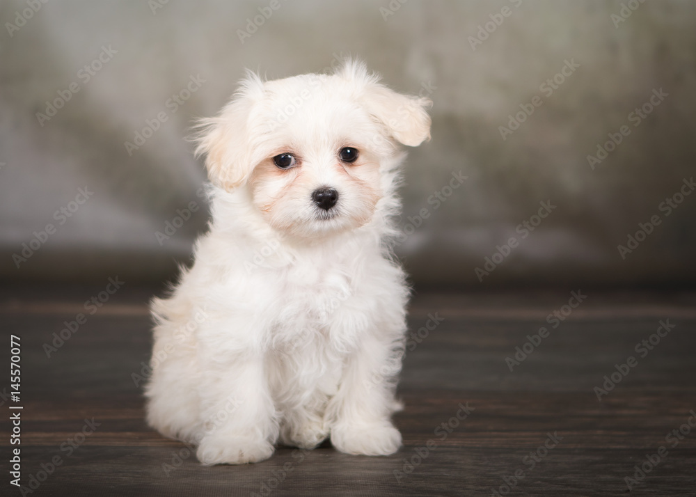 havanese puppy dog portrait havanese puppy dog portrait