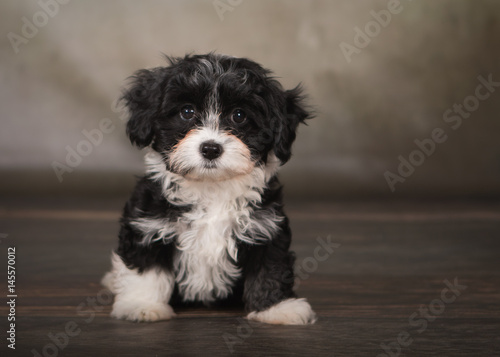 havanese puppy dog portrait