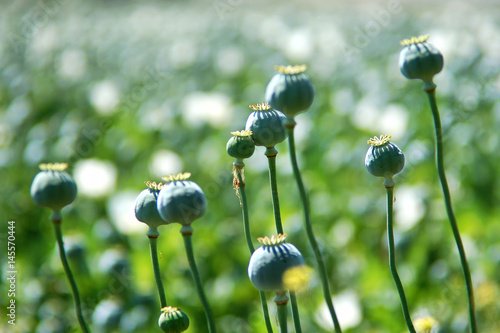 Canvas Print Poppy plant raw opium