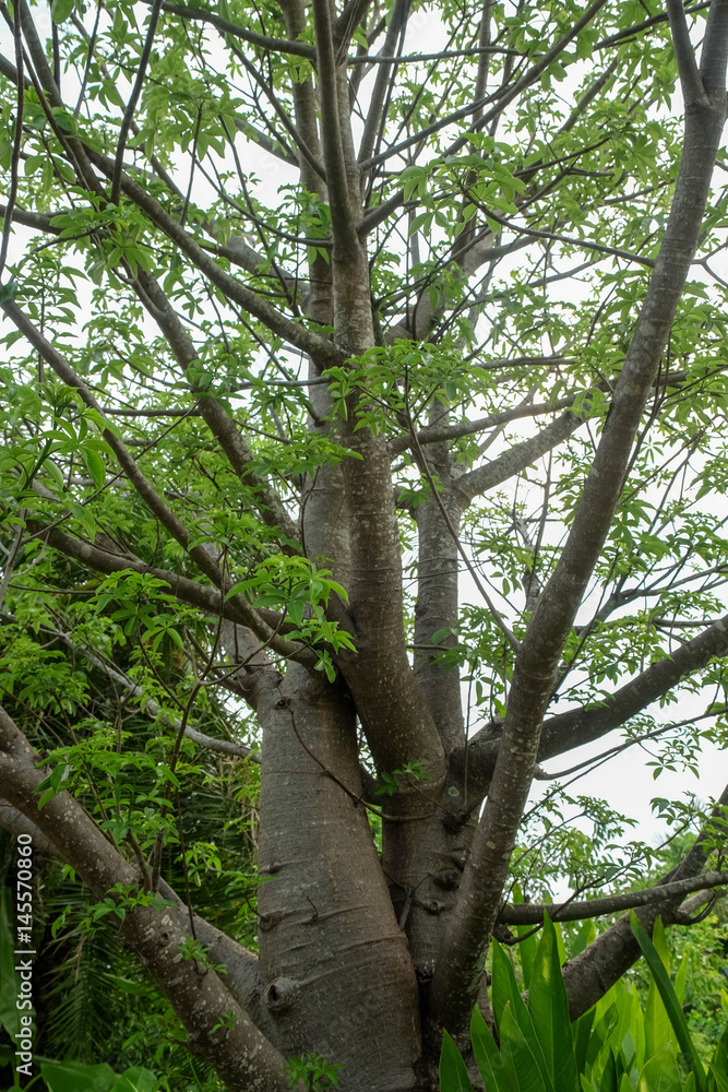 Fototapeta premium The branches of the Baobab tree