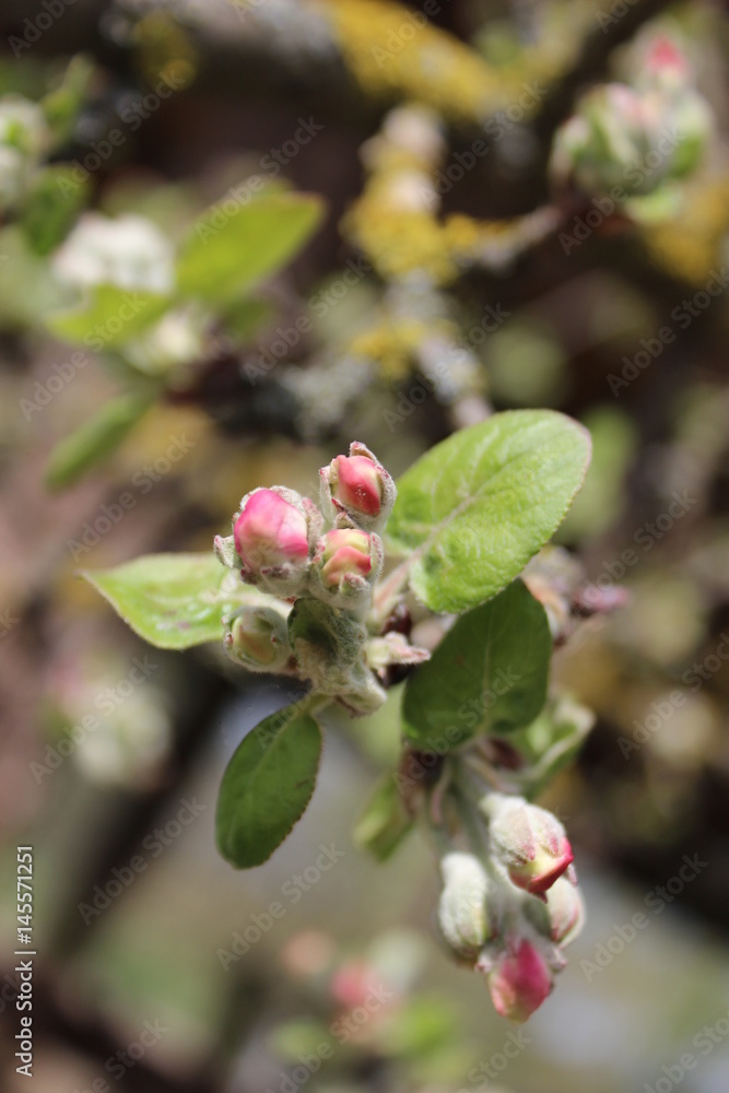 Obraz premium Closeup of unclosed apple tree buds