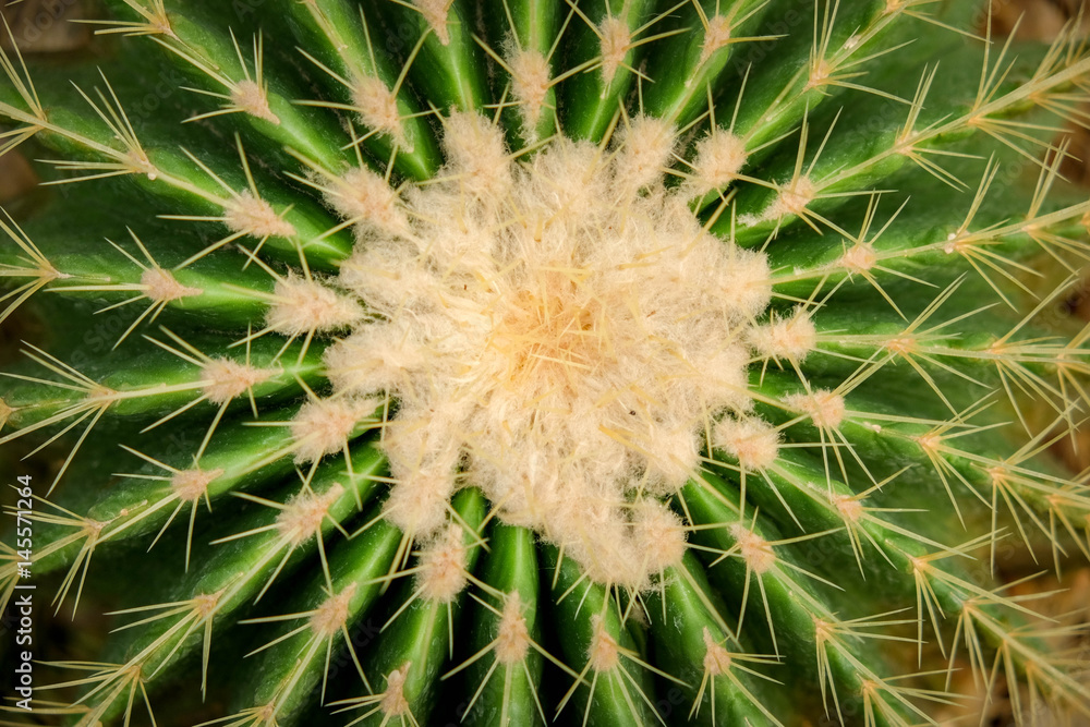 Natural background Cactus succulent plant Natural background Cactus succulent plant