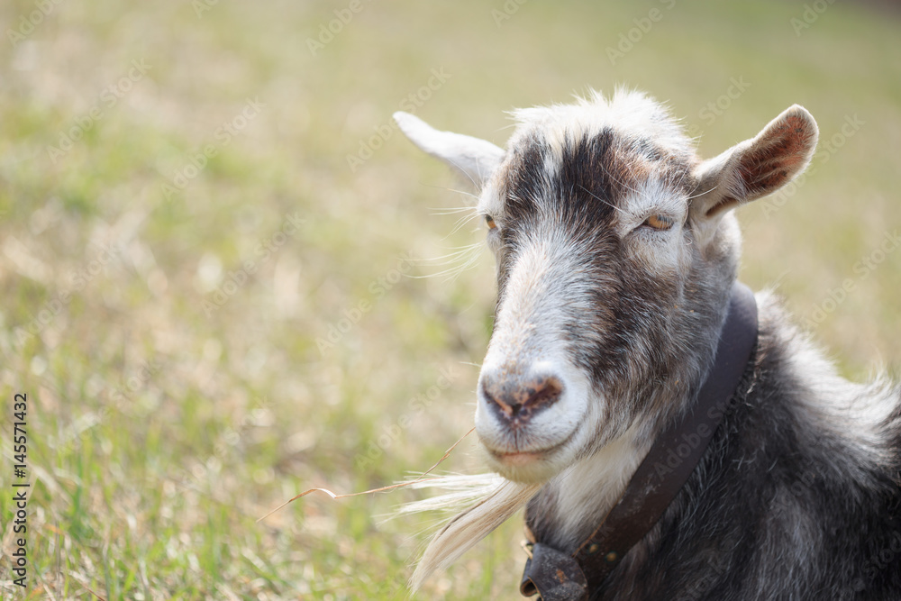 Fototapeta premium Goat close up grazing in a meadow